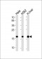 BRP44L Antibody (C-term)